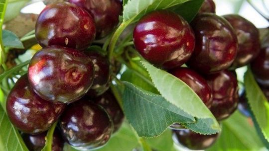 Owoce przez cały sezon - jak skomponować ogród, aby zbierać plony od wiosny do jesieni