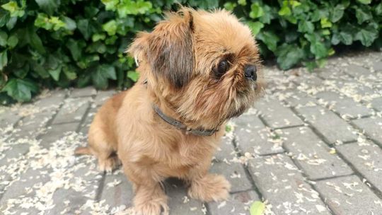 Pies pozostawiony w upale na balkonie, trafił tymczasowo do schroniska