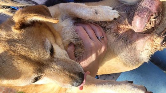 Znaleziono psa w stanie agonalnym. Niestety nie udało się go uratować Znaleziono psa w stanie agonalnym. Niestety nie udało się go uratować