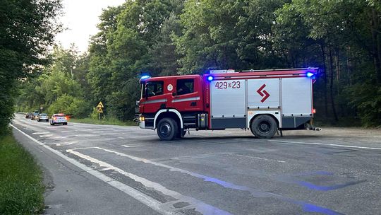 Podpalacz ciągle w natarciu. Las w Azotach znowu płonie! Podpalacz ciągle w natarciu. Las w Azotach znowu płonie!