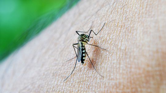 Plaga komarów w Kędzierzynie-Koźlu. Jest decyzja o odkomarzeniu miasta