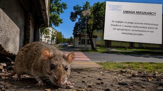 Plaga szczurów w blokach. Apel do mieszkańców o porządek w piwnicach