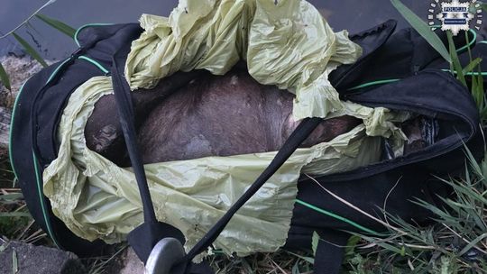 Policja prosi o pomoc w identyfikacji psa i ustaleniu właściciela. Uwaga, drastyczne zdjęcia!