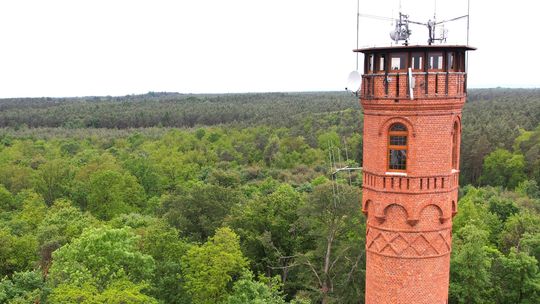 Pomniki przyrody Nadleśnictwa Kędzierzyn w dobrej kondycji