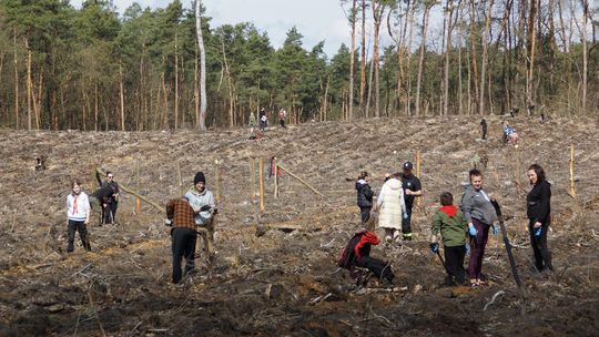 Posadź swoje drzewo w Kędzierzynie-Koźlu. Leśnicy zapraszają do wspólnej akcji