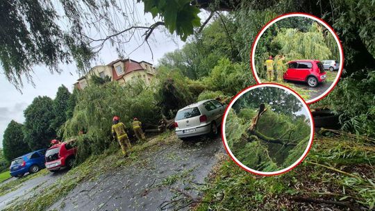 Potężna gałąź drzewa runęła na samochody przy ul. Balwirczaka w Koźlu. ZDJĘCIA