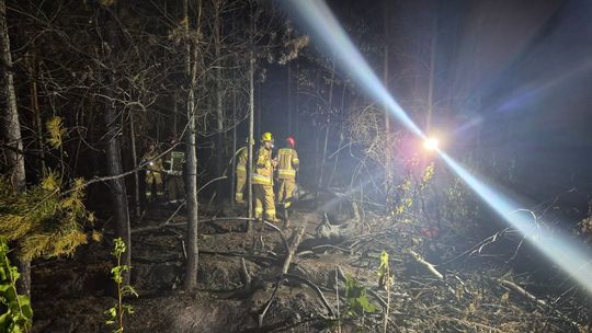 Pożar lasu w Azotach. Ogień objął powierzchnię około 20 arów poszycia leśnego - możliwe podpalenie foto: Archiwum