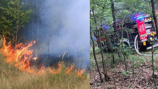 Pożar lasu w Kędzierzynie-Koźlu. Ogień strawił niemal 2,5 hektara