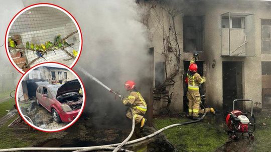 Pożar pomieszczenia gospodarczego. Dzięki szybkiej interwencji strażaków wszystkie papugi uratowano