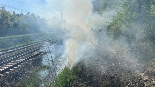 foto: Nadleśnictwo Rudy Raciborskie