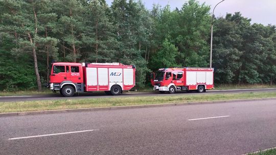 Pożar w lesie przy alei Lisa. Interweniowali strażacy