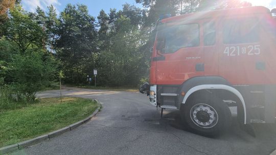 Pożar w lesie przy ulicy Kośnego na osiedlu Piastów