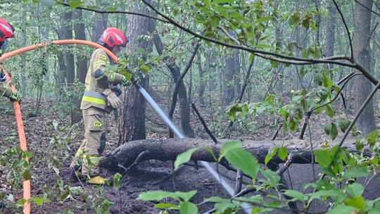 Pożar w lesie w rejonie ulicy Stalmacha. Interweniowali strażacy Pożar w lesie w rejonie ulicy Stalmacha. Interweniowali strażacy