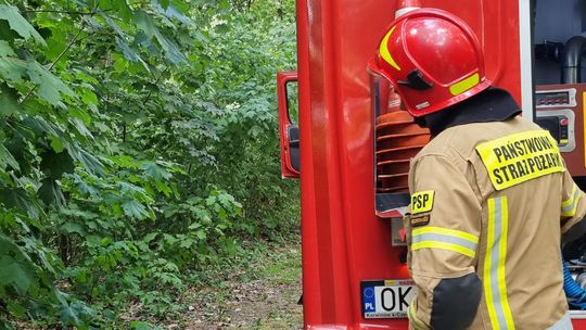 Pożar w lesie za pływalnią. Dym widoczny był z daleka