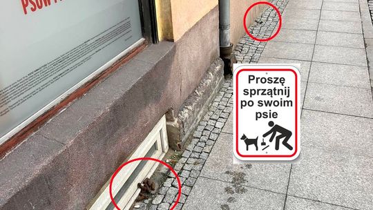 Kozielski przedsiębiorca ma dość sprzątania po cudzych psach. Zaapelował do właścicieli czworonogów