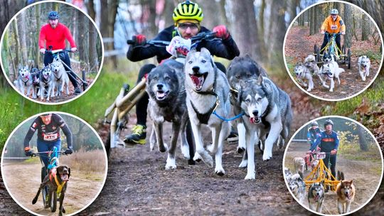 Psie zaprzęgi na najwyższym poziomie. Mistrzostwa Polski w Lubieszowie. ZDJĘCIA