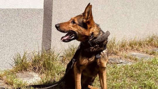 Psy szukały narkotyków i materiałów wybuchowych. Ćwiczenia w Kędzierzynie-Koźlu