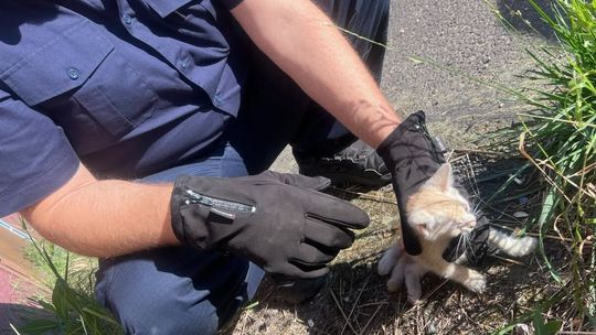 Rozpaczliwe miauczenie z wnętrza auta. Policjanci z Kędzierzyna-Koźla uratowali życie małego kotka