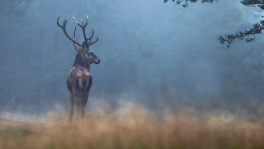 Rykowisko w Nadleśnictwie Kędzierzyn powoli się rozkręca