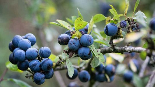 Sadzenie śliwy - krok po kroku do udanego startu