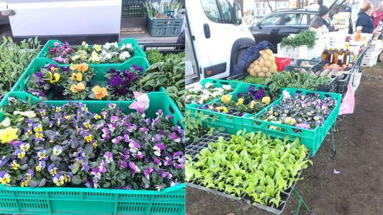 Sadzonki i regionalne smaki prosto od producentów w Kędzierzynie-Koźlu