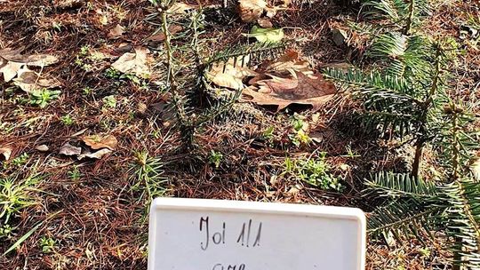 Sadzonki na wiosenne odnowienia w dobrej kondycji. ZDJĘCIA Sadzonki na wiosenne odnowienia w dobrej kondycji. ZDJĘCIA