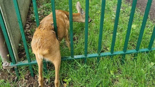 Sarna utknęła między metalowymi elementami bramy. Uratowali ją strażacy