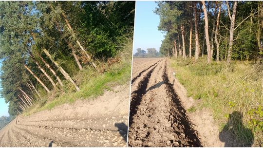 Sąsiedzki spór trwał miesiącami. Zakończył się porozumieniem i przyciętymi gałęziami