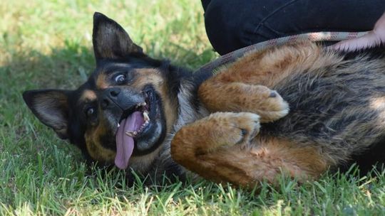 Schronisko w Kędzierzynie-Koźlu rusza z akcją tymczasowej adopcji psów