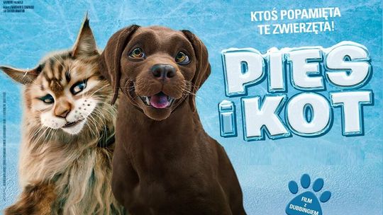 Seans filmu "Pies i Kot" w letnim kinie plenerowym