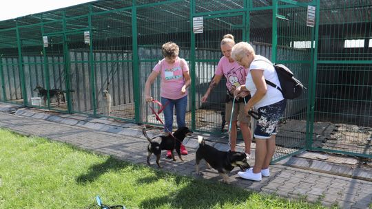 Seniorzy z Kędzierzyna-Koźla na rzecz bezdomnych zwierząt