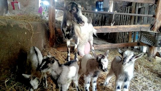 Sensacja w Radoszowach! Koza Pamela urodziła czworaczki - radość w całym domu. ZDJĘCIA