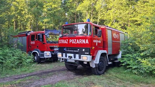 Seria pożarów lasów w Kędzierzynie-Koźlu to nie jest przypadek