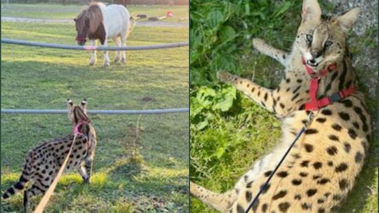 Afrykański drapieżny kot uciekł z hodowli w Długomiłowicach!