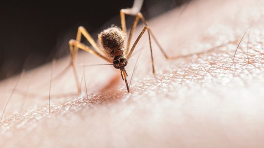 Sezon na komary i kleszcze. Uważaj, jakie preparaty stosujesz