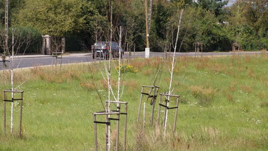 Smutny widok przy ul. Łukasiewicza. Prawie wszystkie drzewka uschły