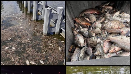 Śnięte ryby w Kanale Gliwickim. Jest reakcja Wód Polskich