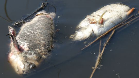 Śnięte ryby w Kanale Gliwickim. Niebawem poznamy wyniki badań WIOŚ