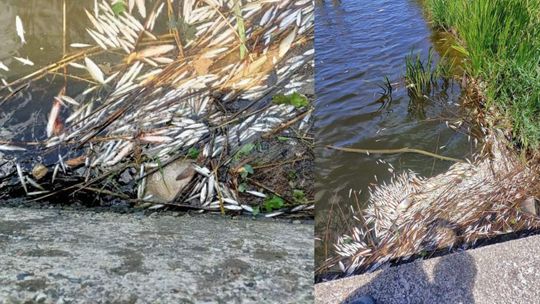 Śnięte ryby w Kanale Kędzierzyńskim. Powodem mogło być zanieczyszczenie wody