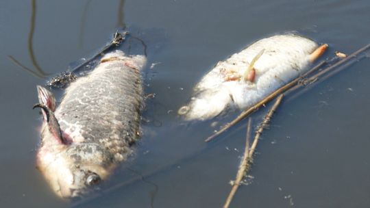 Śnięte ryby znów pojawiły się w Kanale Gliwickim i Kędzierzyńskim