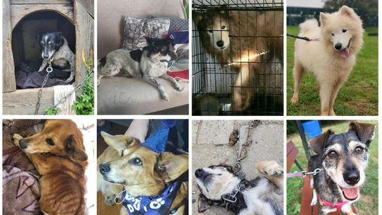 Specjalna zbiórka dla OTOZ Animals Kędzierzyn-Koźle. Wpłać złotówkę! Specjalna zbiórka dla OTOZ Animals Kędzierzyn-Koźle. Wpłać złotówkę!