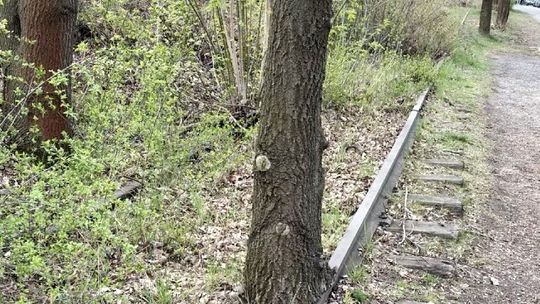 Stara bocznica kolejowa na ulicy Tartacznej. Sprawdź kto z niej korzystał