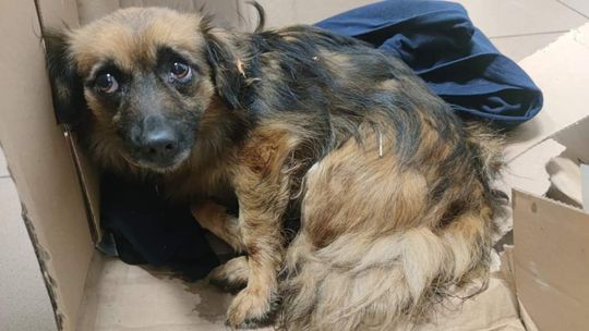 Stowarzyszenie "Ukochaj Zwierzaka" zbiera środki na ratunek Rudego