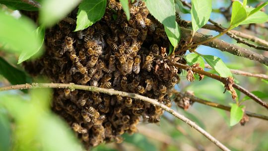 Strażacy ponownie wezwani do roju pszczół na osiedlu Pogorzelec