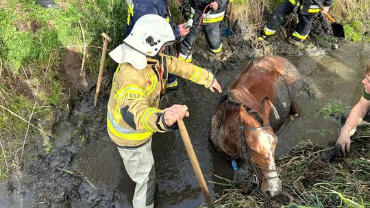 Strażacy uratowali konia, który ugrzązł w cieku wodnym. ZDJĘCIE