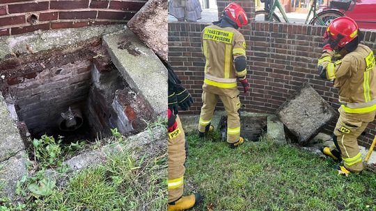 Strażacy uratowali kotka, który wpadł do kanalizacji