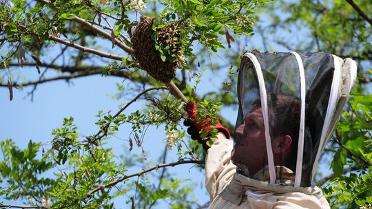 Strażacy wezwani do usunięcia roju pszczół