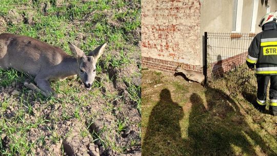 Strażacy z OSP Sławięcice uratowali sarnę uwięzioną przy ogrodzeniu