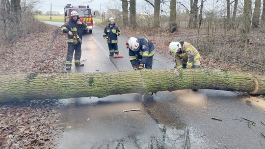 Strażacy wezwani do powalonego drzewa w Mechnicy. ZDJĘCIA