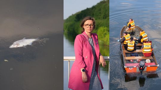 Strażacy znowu wezwani do wyławiania śniętych ryb z Kanału Gliwickiego